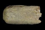 Cretaceous Fish (Martinichthys) Rostra - Kansas #66893-1